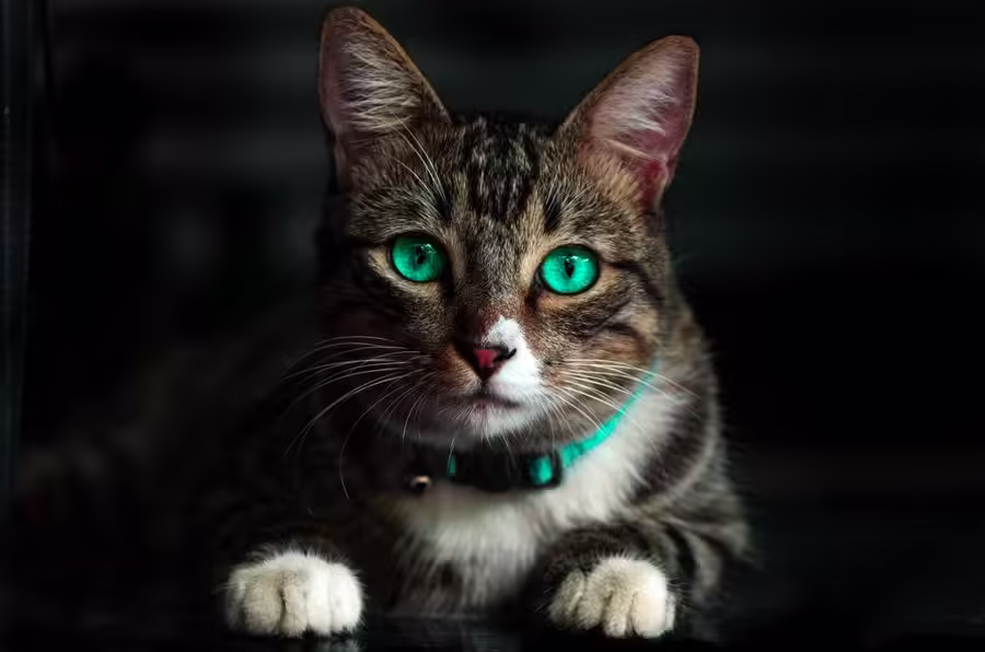Interactive Cat Teaser Wand