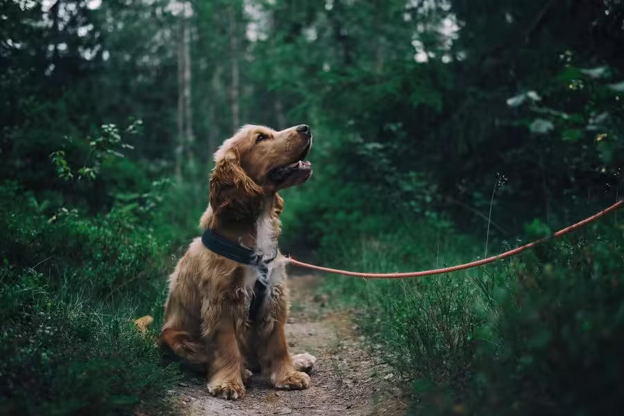 Reflective No-Pull Dog Harness